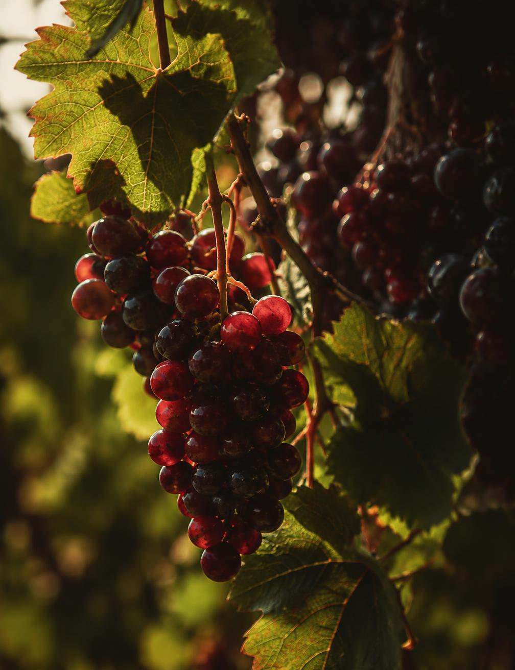 Ripe grapes on the vine